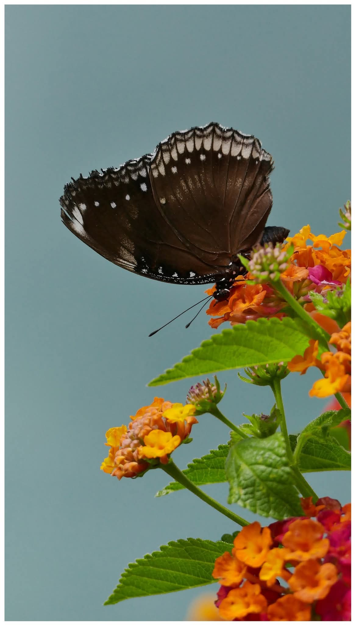 그림,  사진 - 10