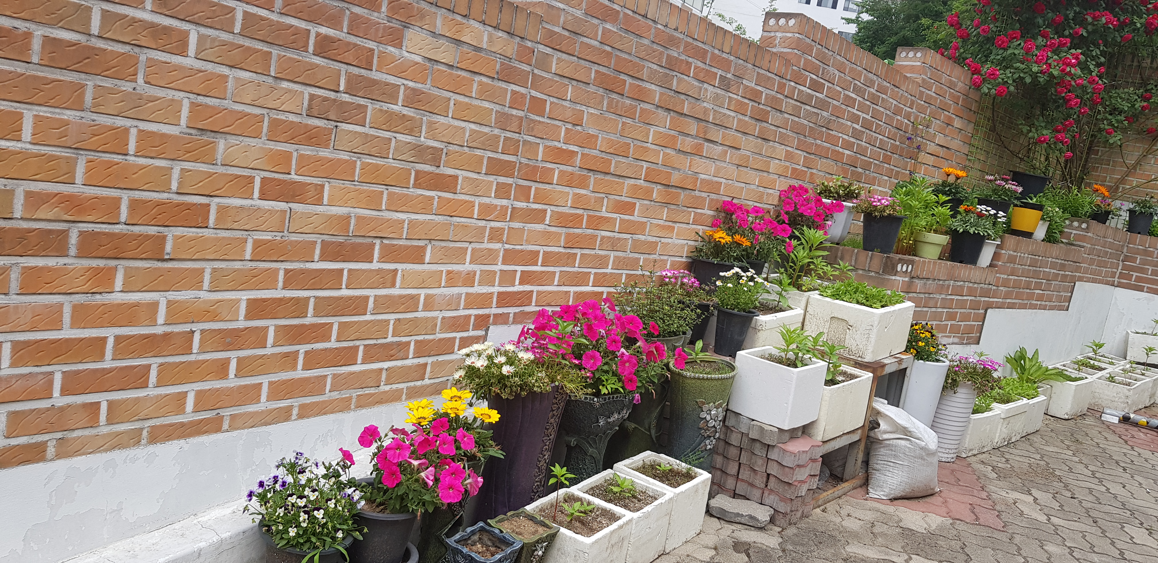 우리집 꽃밭 - 2