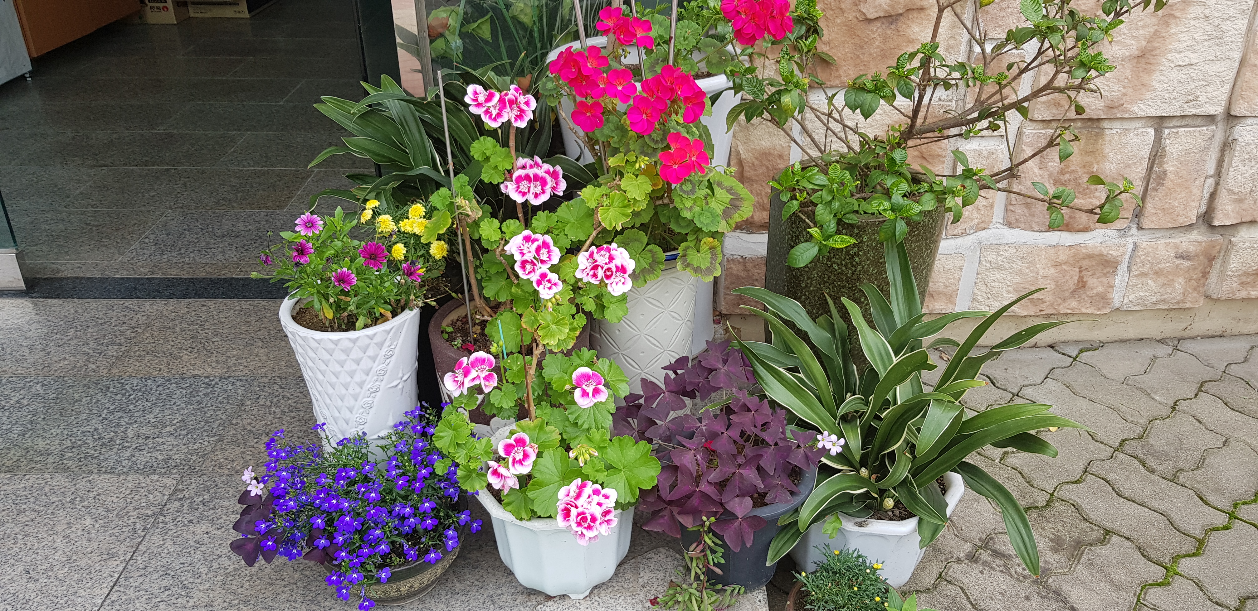 우리집 꽃밭 - 3