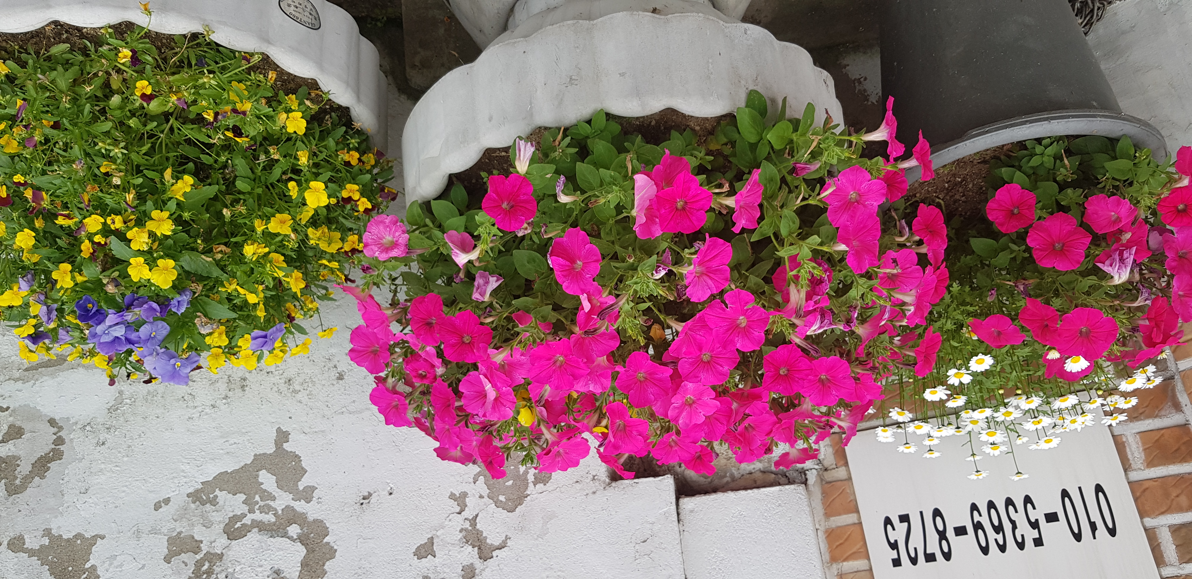 우리집 꽃밭 - 9