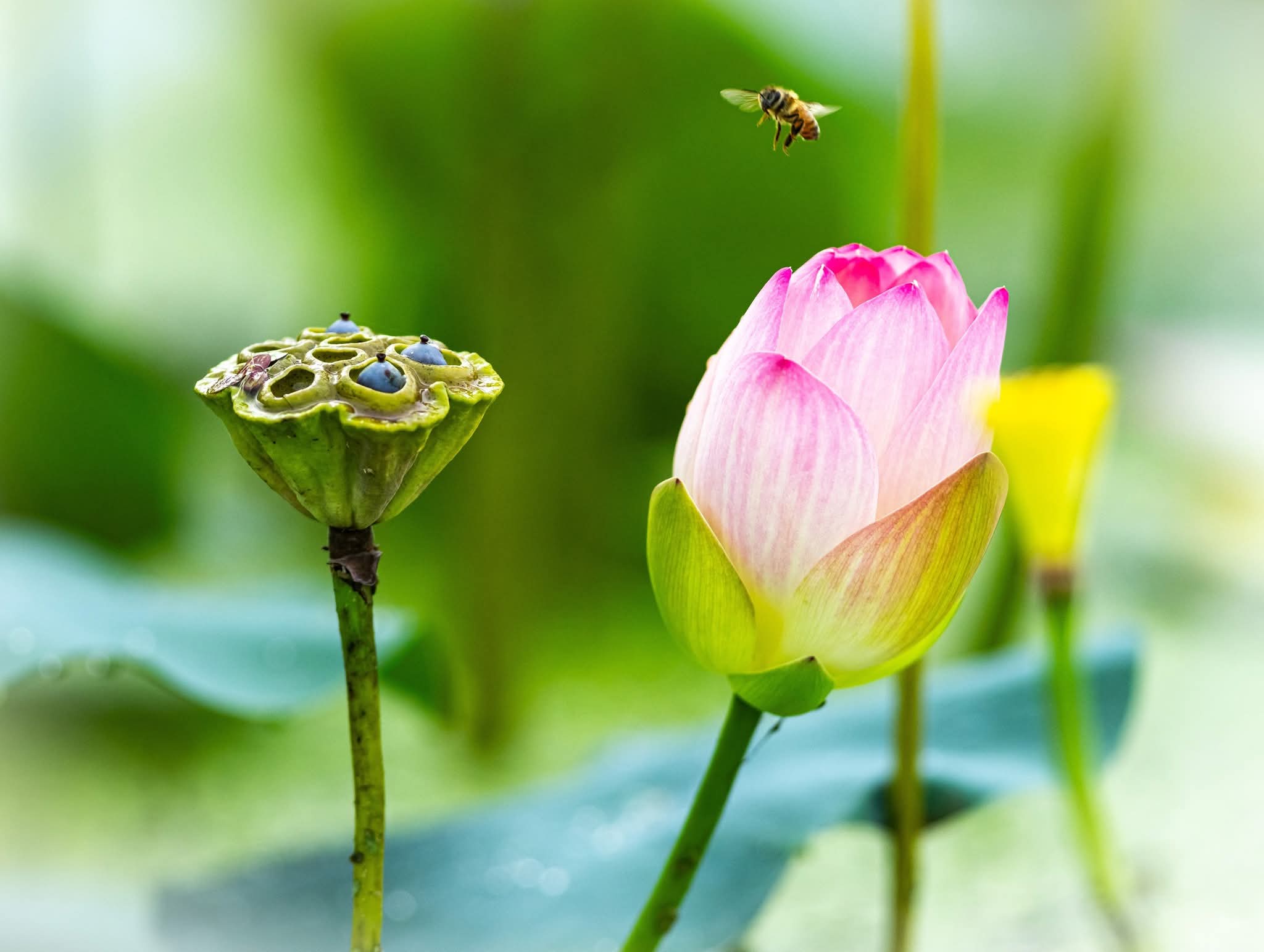 그림,  사진 - 12