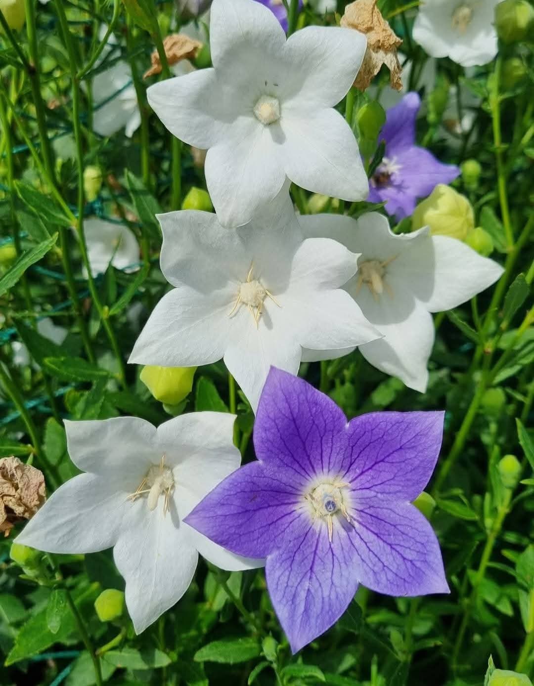 그림,  사진 - 20