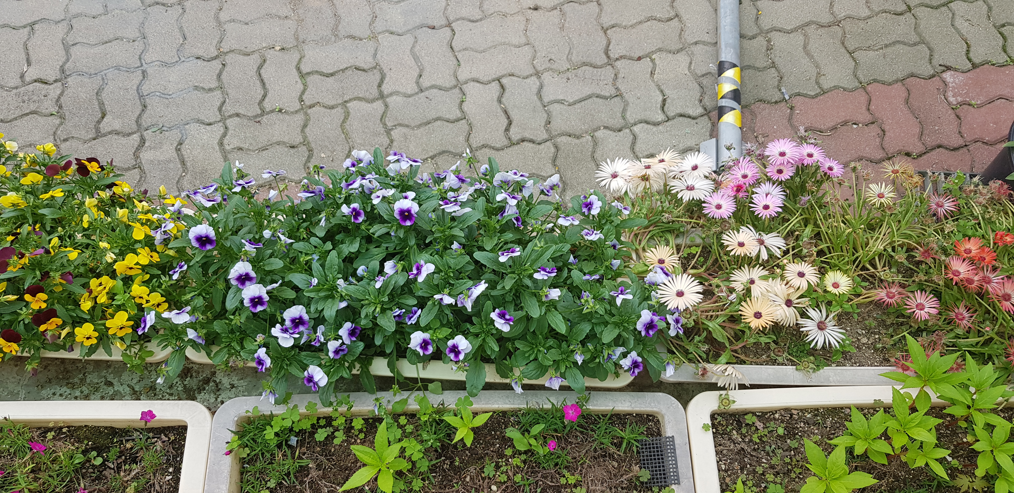 우리집 꽃밭 - 6