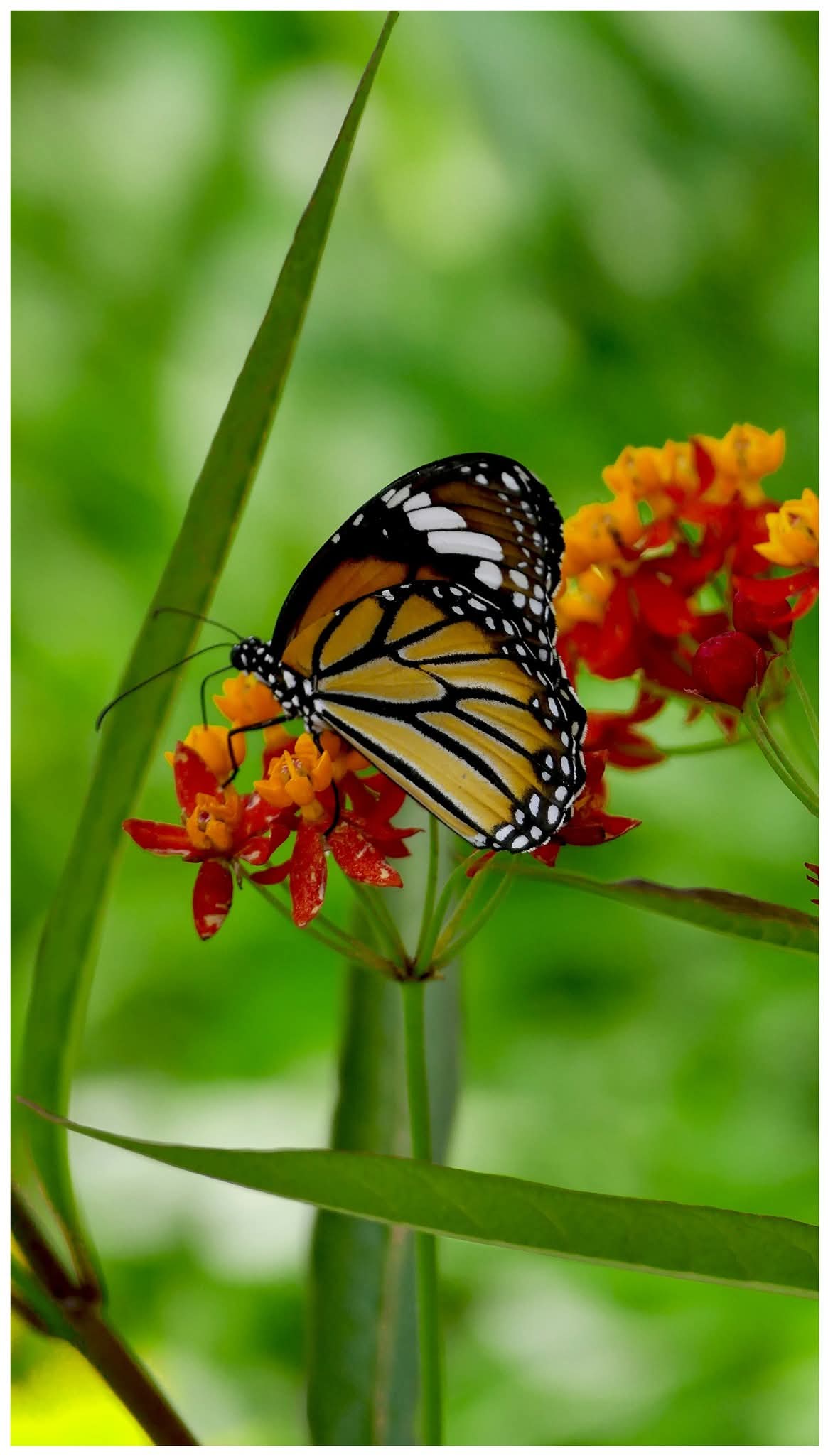 그림,  사진 - 11