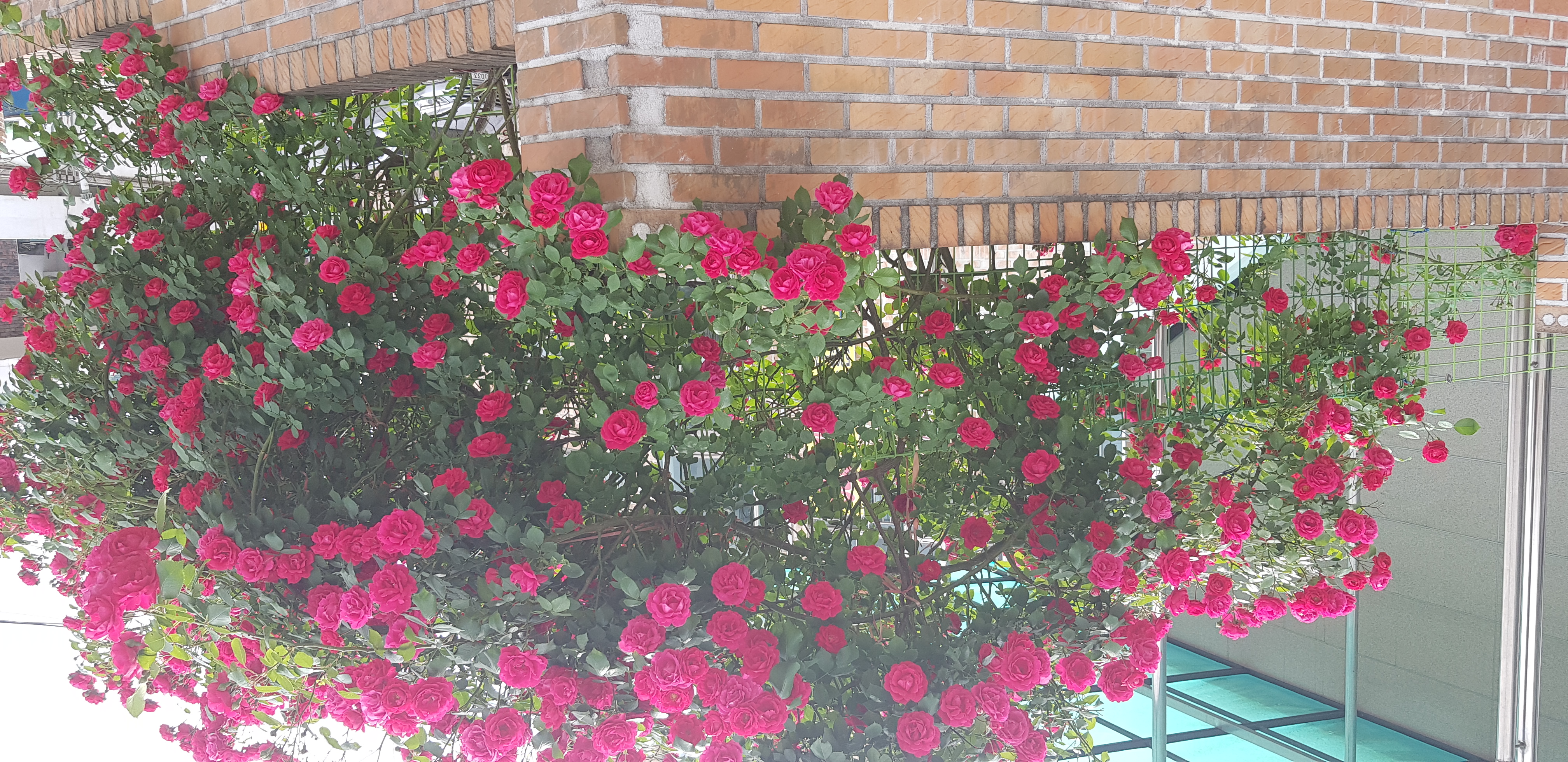 우리집 꽃밭 - 11