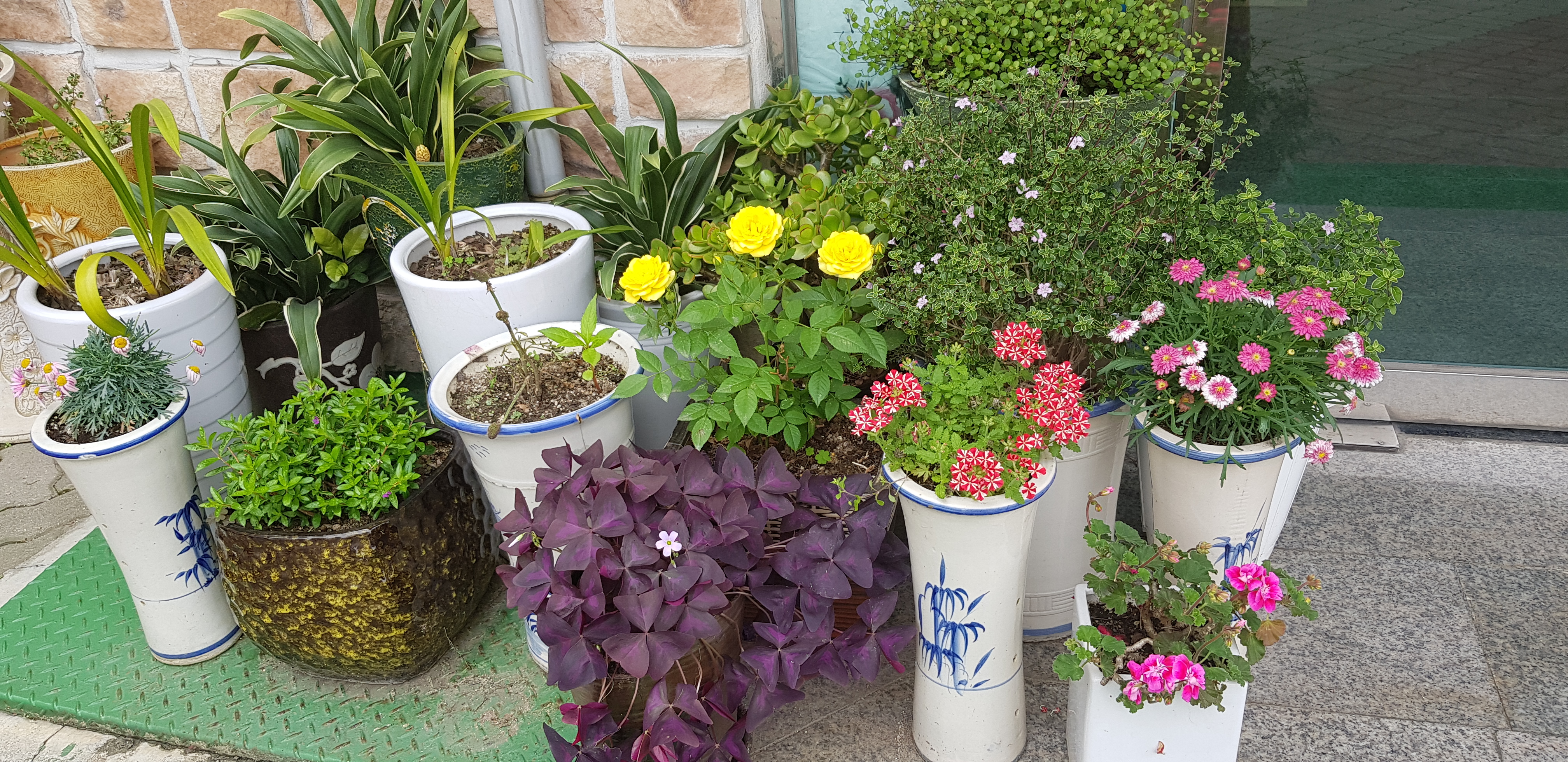 우리집 꽃밭 - 4