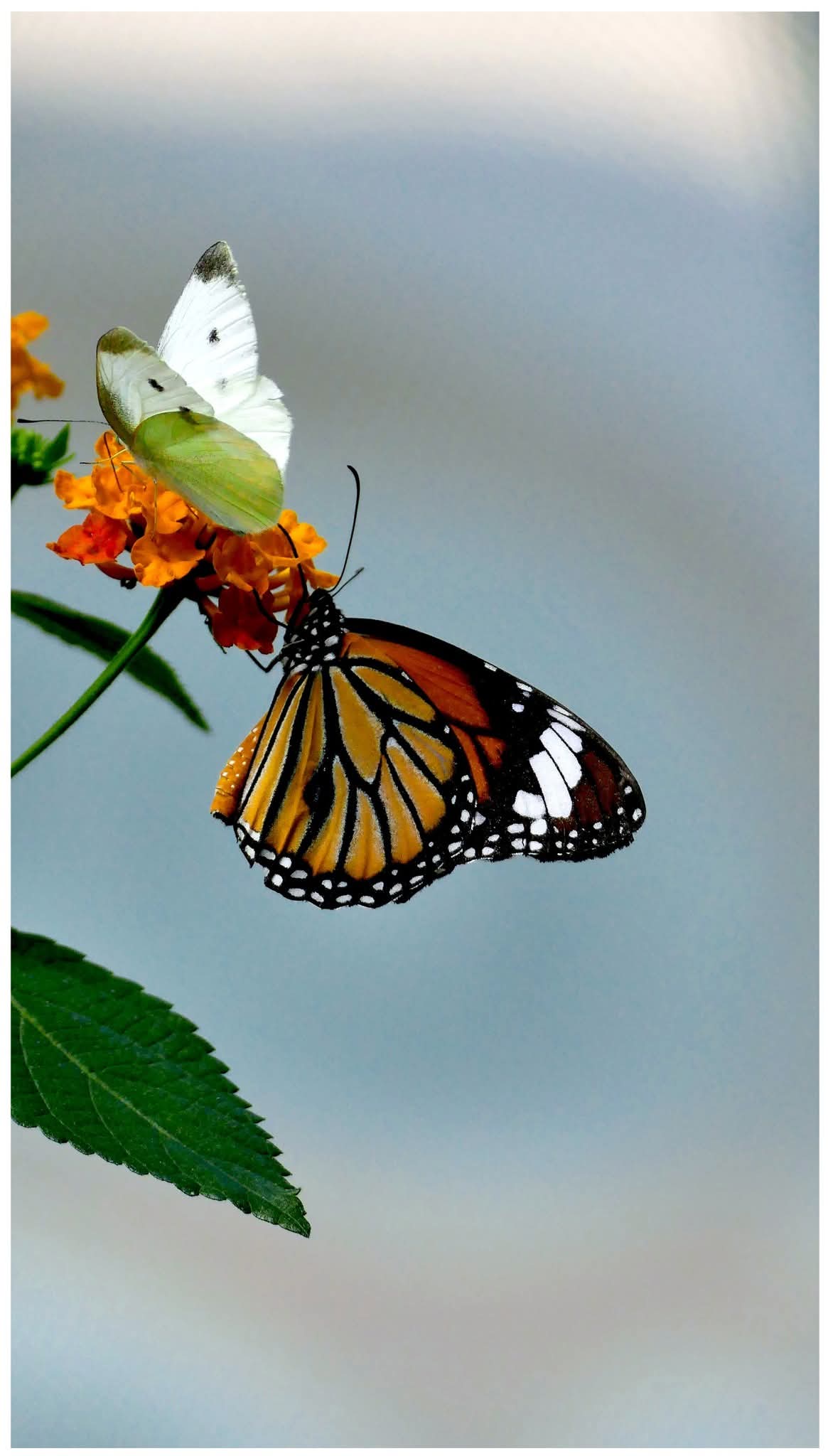 그림,  사진 - 13