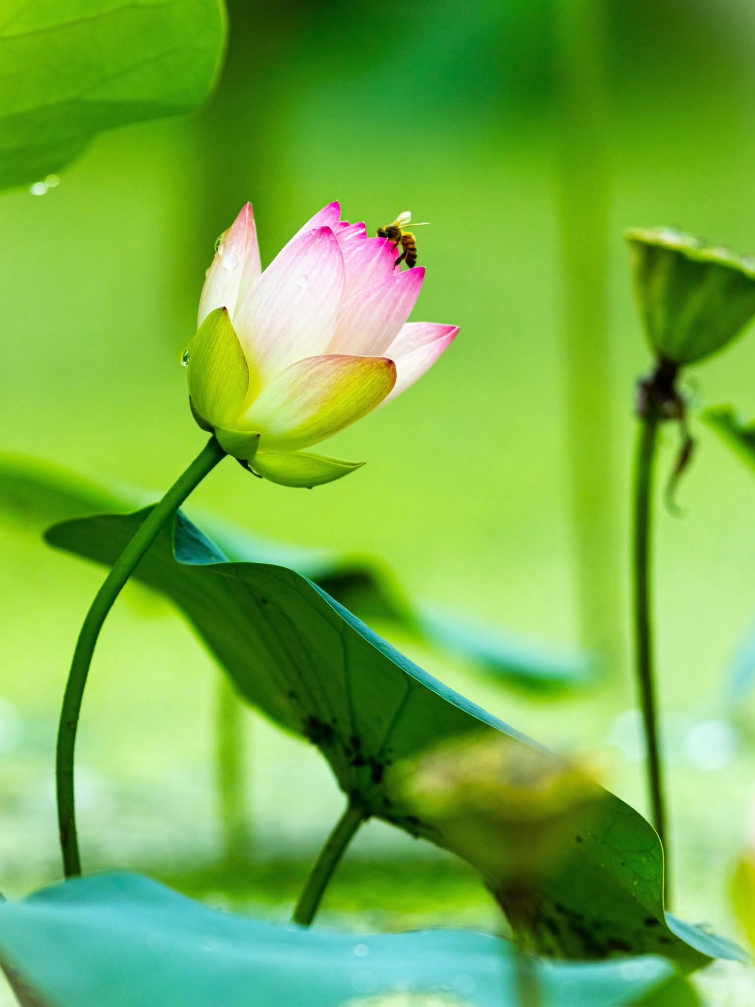 그림,  사진 - 16